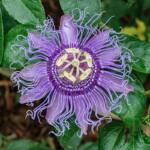 passiflora-incarnata-passionflower2.