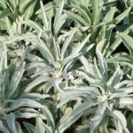 salvia-apiana-white-sage2.